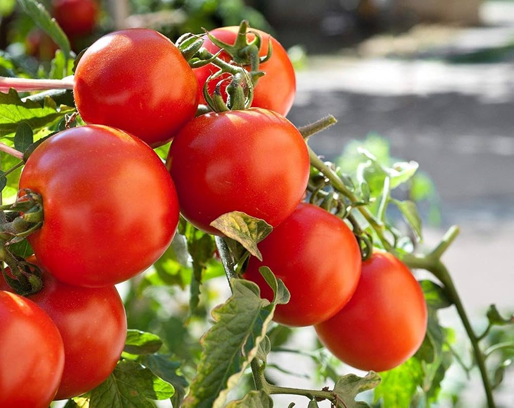 Tomato Solanum lycopersicum for planting in home garden