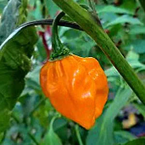 Numex Suave Orange Pepper seeds for sweet peppers