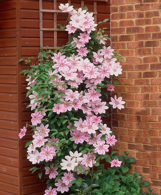 Burgundy Clematis Seeds For Planting Flower