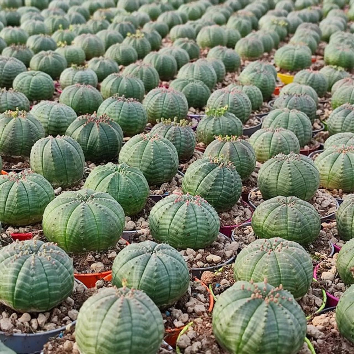 Heirloom Euphorbia Obesa Flower seeds for Planting Wildflower Mix Heirloom & GMO Free Seeds for Home Garden 
 
 Sale for planting in home garden