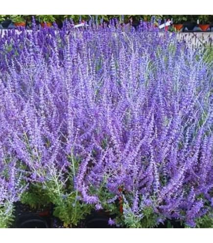 Russian Sage Flower seeds for Planting - Seasonal Bloomer, Heirloom & GMO Free Seeds for Home Garden
 
 Sale seeds for home garden
