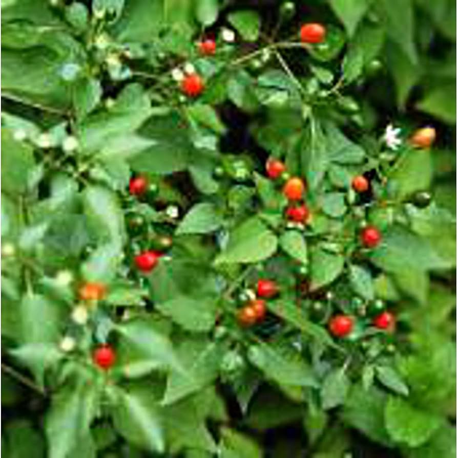 Texas Chiltepin Pepper Capsicum annuum for planting