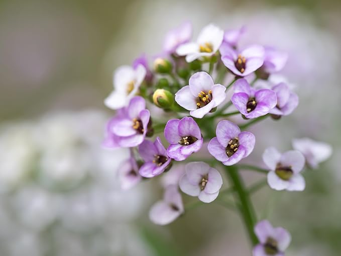 Alyssum Flower Lobularia maritima for planting in flower bed