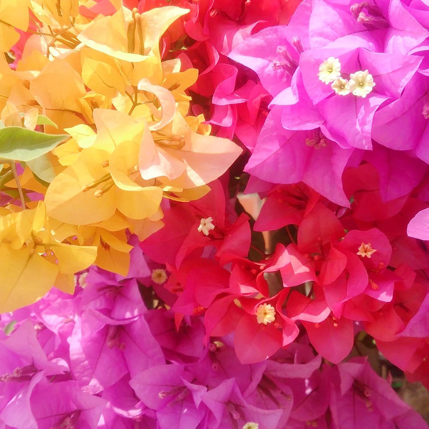 Mixed Colors Bougainvillea Seeds Perennial Ornamental Low Maintenance Fast-Growing Drought Tolerant