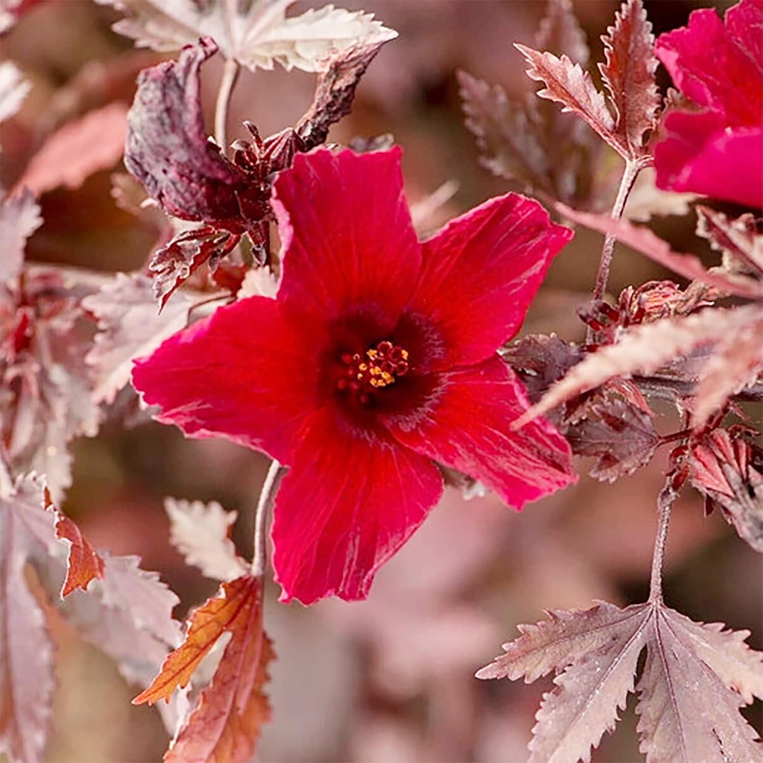 Cranberry Hibiscus Seeds Acetosella Low-Maintenance Attractive Deeply Lobed Edible Leaves Culinary