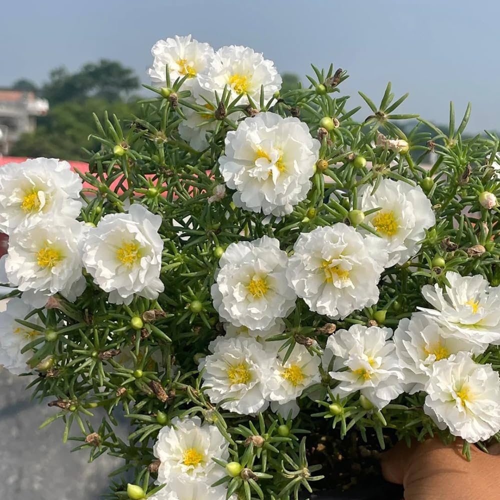 White Portulaca Flower seeds for Planting - Hardy Variety, Heirloom & GMO Free Seeds for Home Garden
 
 Sale for planting in home garden.