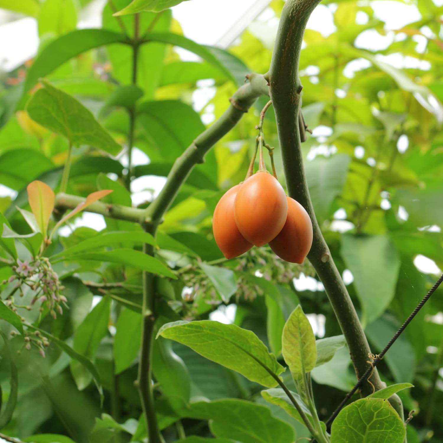 Solanum Betaceum Seeds Tree Tomato Tamarillo Perennial Herbaceous Shrub Fruit & Berries