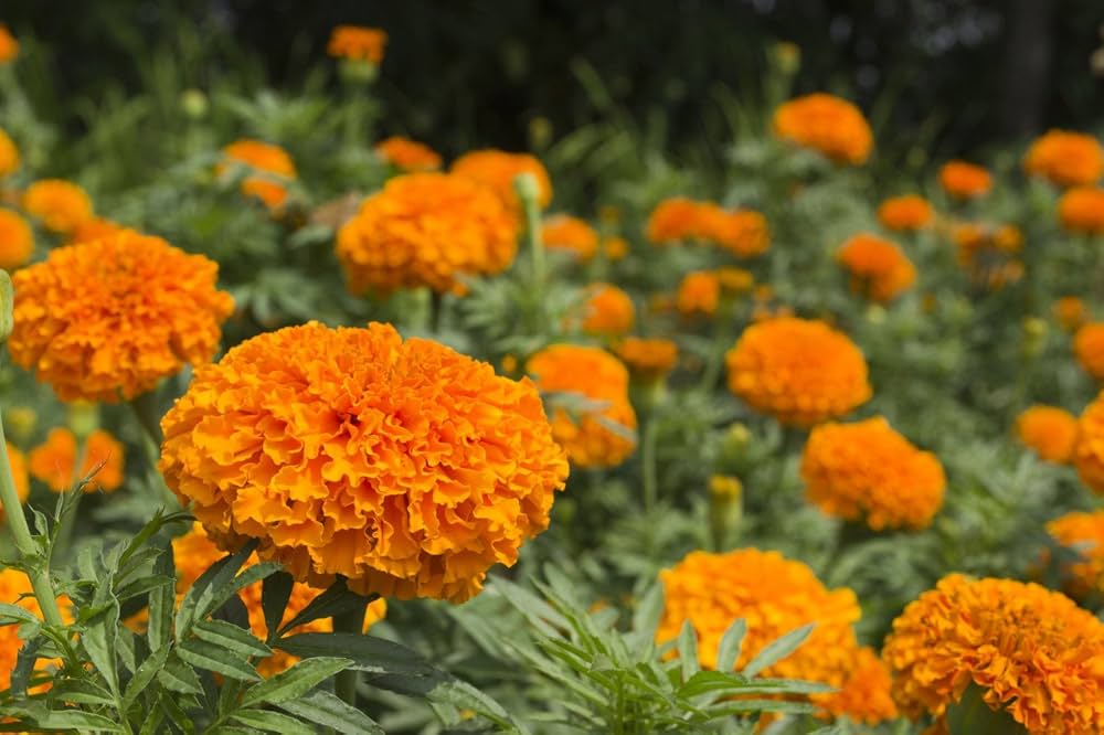 Marigold Orange Tagetes erecta for planting in flower bed