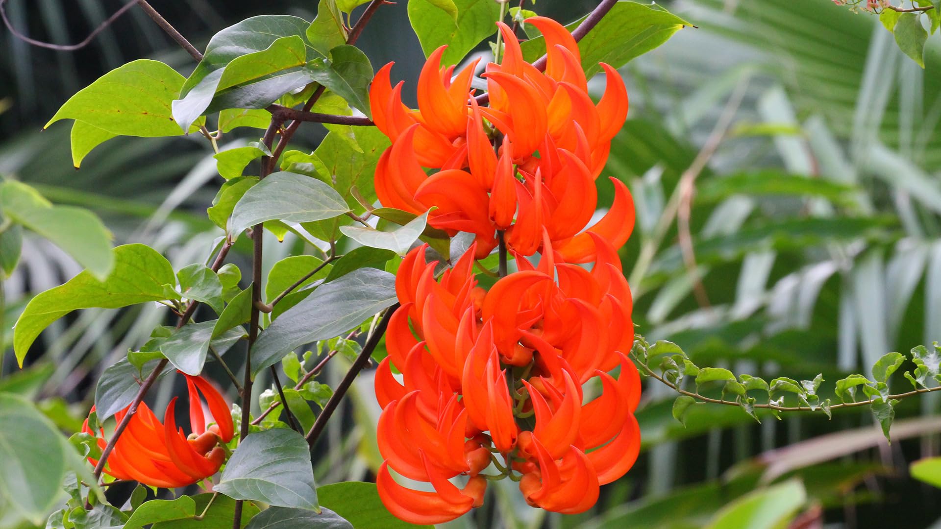 Light Orange Strongylodon Macrobotrys Flower Seeds for Planting