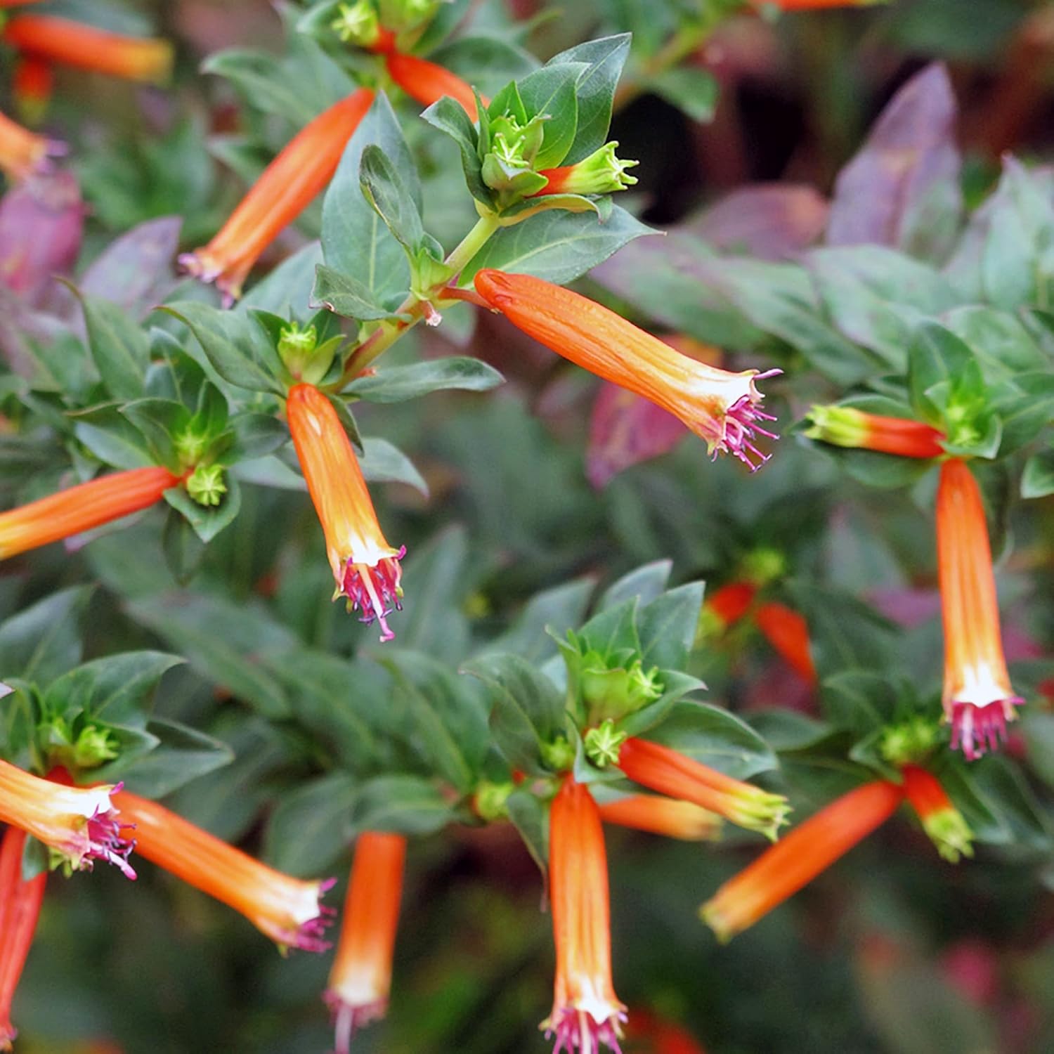 Cuphea Seeds Cigar Plant Firecracker Cuphea Ignea Perennial Annual Deer Resistant Non-Gmo Flower