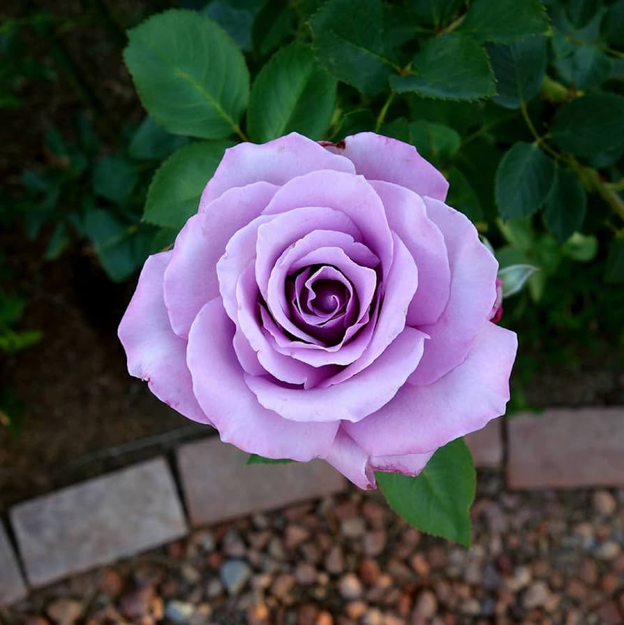 Snow Rose Flower Seeds For Planting Light Lavender