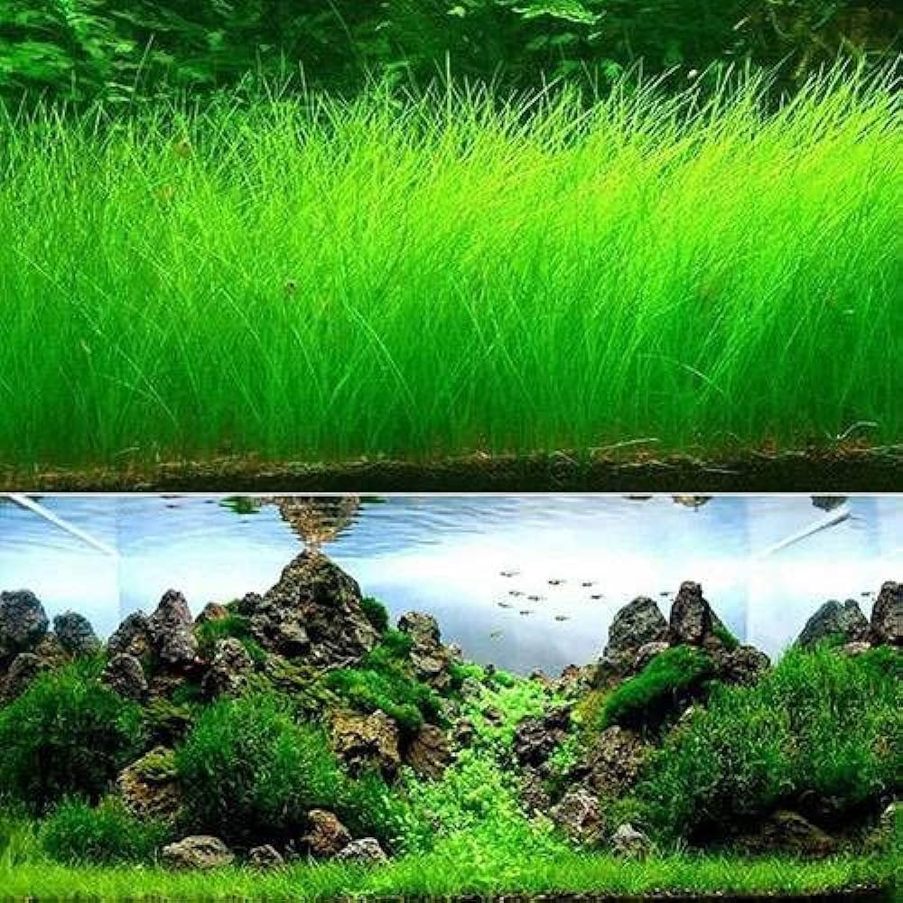 Aquarium Grass Seeds for water grasses and aquatic plants