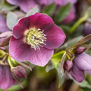 Hellebore Helleborus spp. for planting in flower bed
