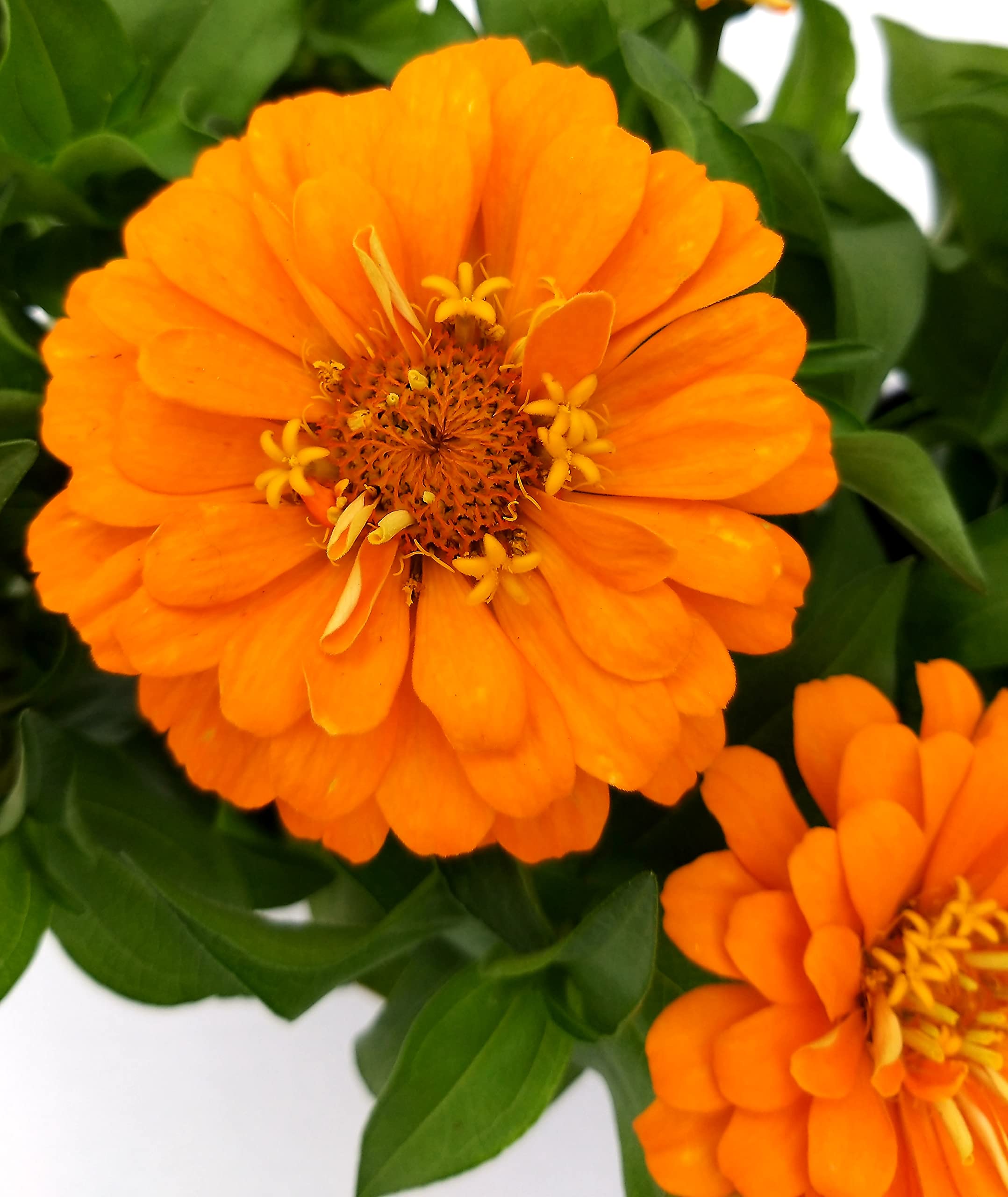 Zinnia Colorato Giallo seeds for bright yellow blooms