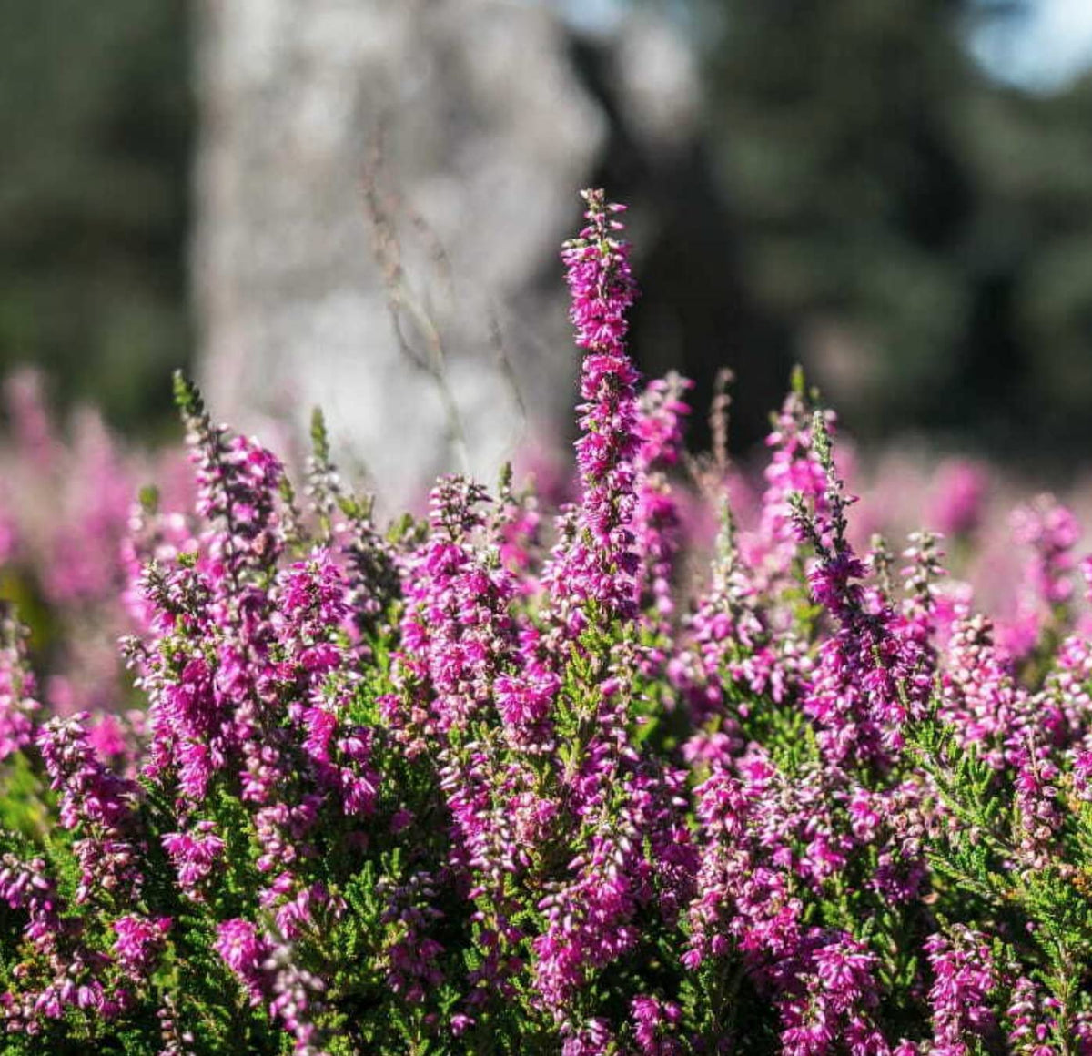 Violet Calluna Flower seeds for Planting - Drought Tolerant, Heirloom & GMO Free Seeds for Home Garden
 
 Sale seeds for planting in home garden