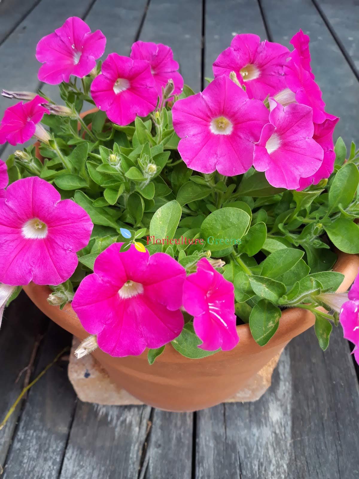 Mixed Petunia Seeds for rare color petunia flower blooms