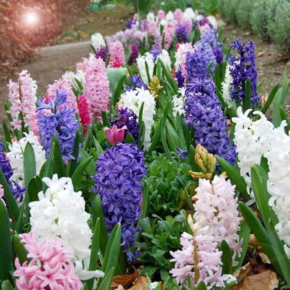 Hyacinth Hyacinthus spp. for planting in flower bed