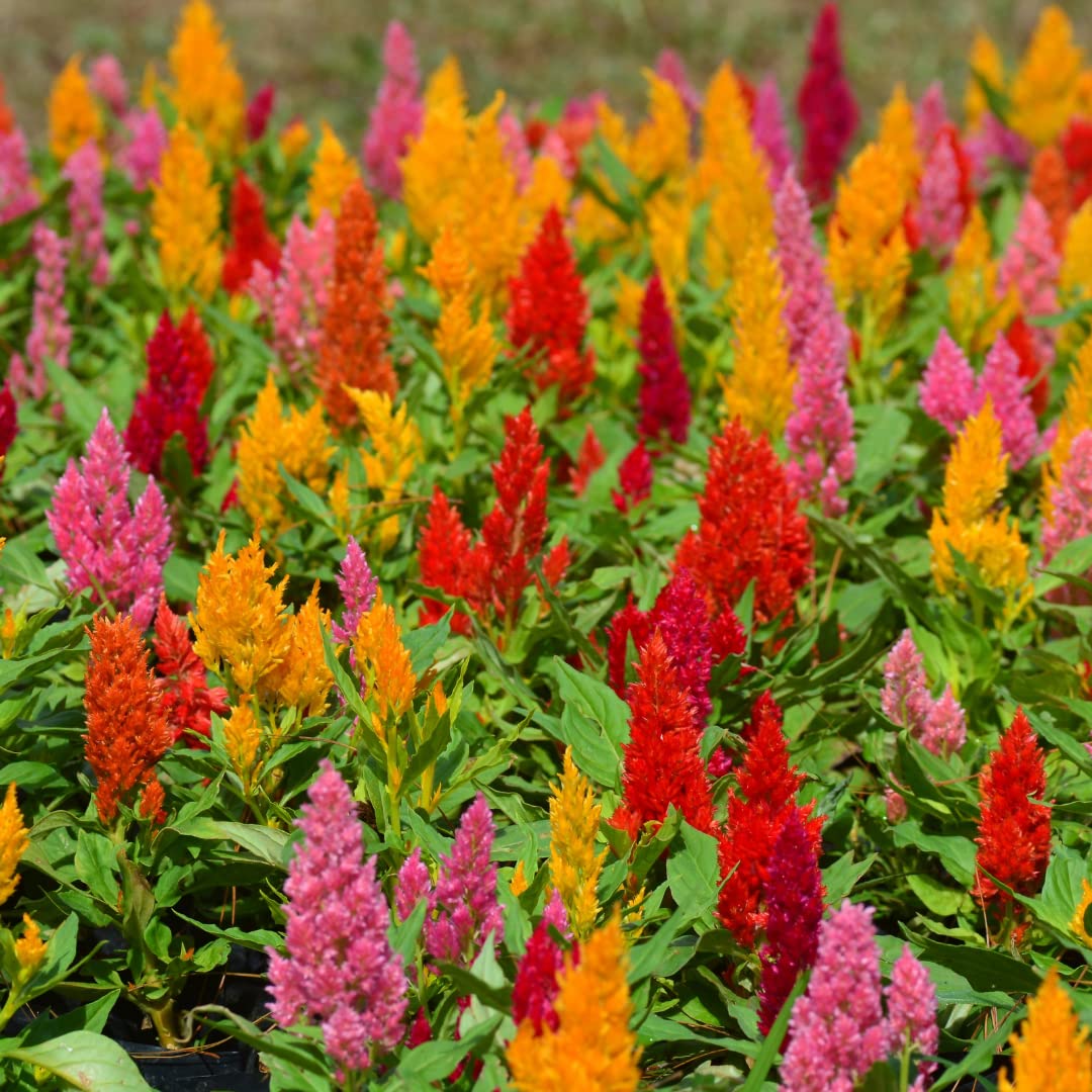 Heirloom (Heirloom Celosia) seeds for planting in home garden
