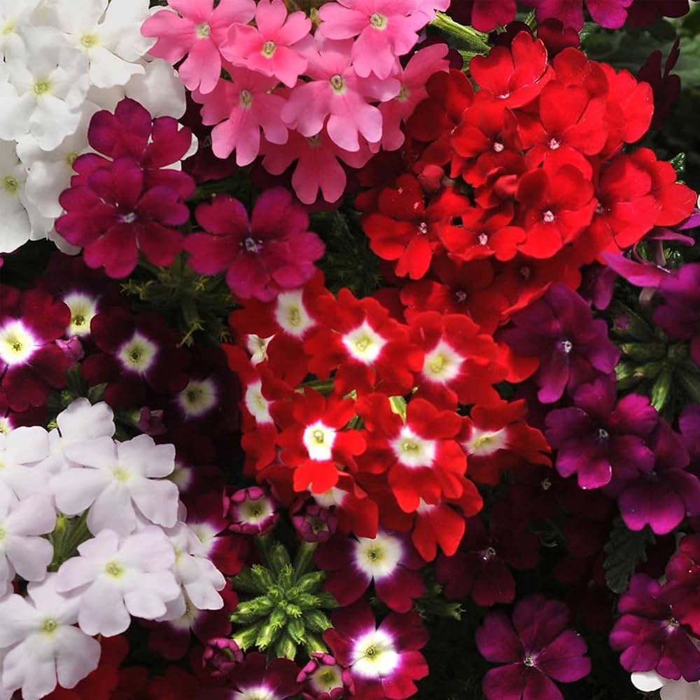 Obsession Pink Verbena flower seeds for annual garden planting