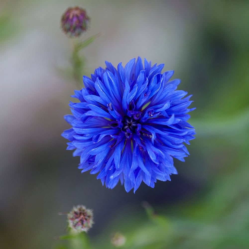 Cornflower Centaurea cyanus for planting in flower bed