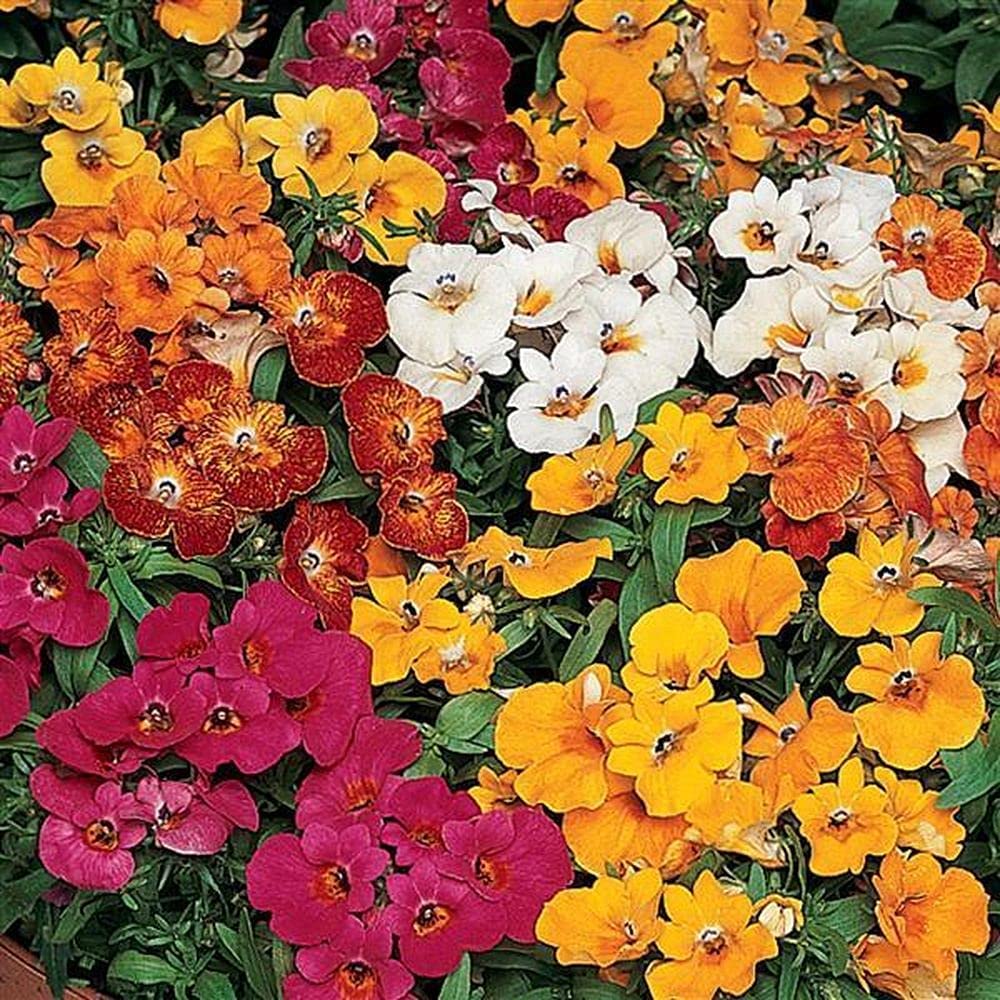 Nemesia Masquerade Bi-Color Annual Flower Seeds