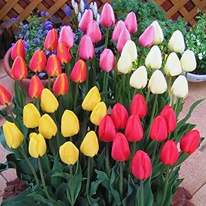 Tulip Mix seeds for vibrant spring garden blooms