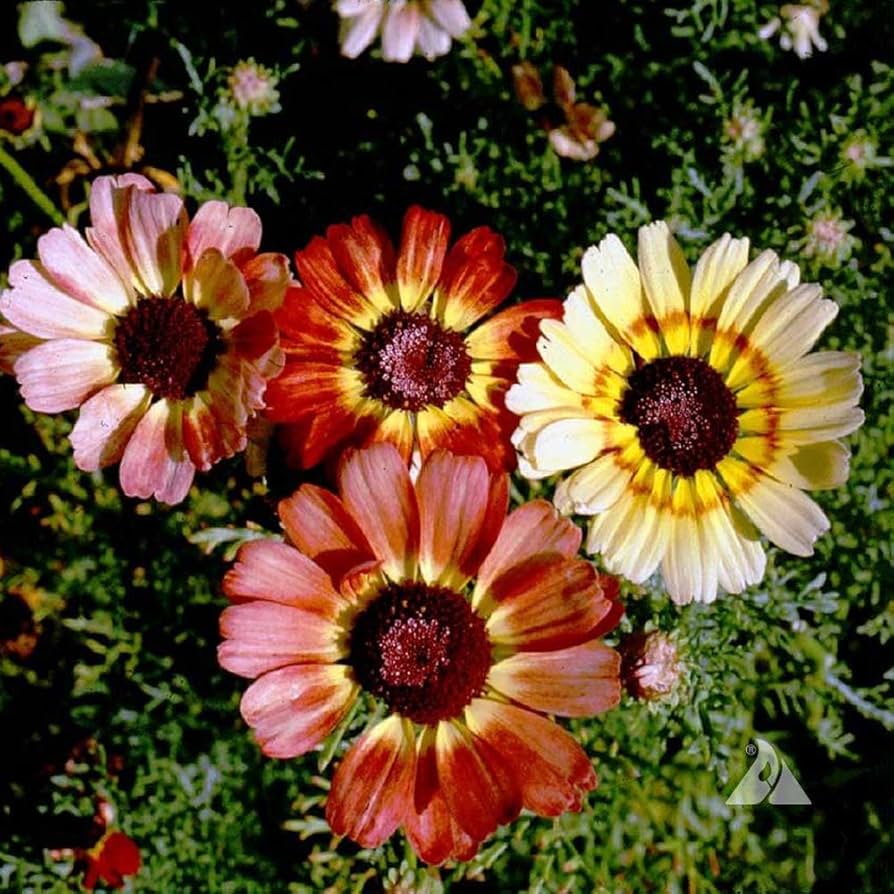 Painted daisy Chrysanthemum flower seeds
