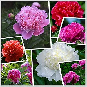 Peony Paeonia spp. for planting in flower bed