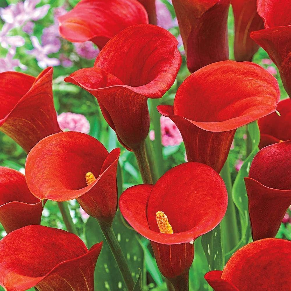 Red Calla Lily Zantedeschia for planting in flower bed