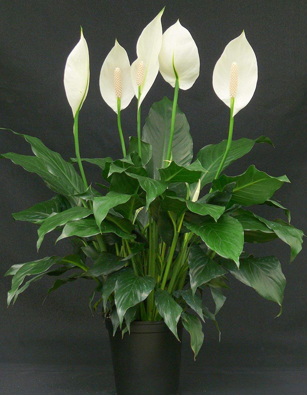 Spathiphyllum Peace Lily Seeds For Easy Planting Flower