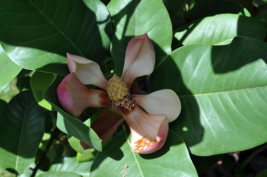 Magnolia Insignis Evergreen Fragrant Flowers Seeds for Fragrant Magnolias