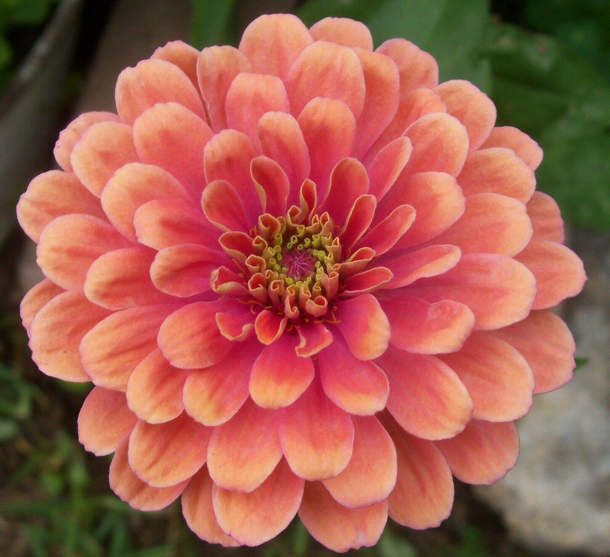Zinnia (Zinnia Salmon) seeds for planting in home garden