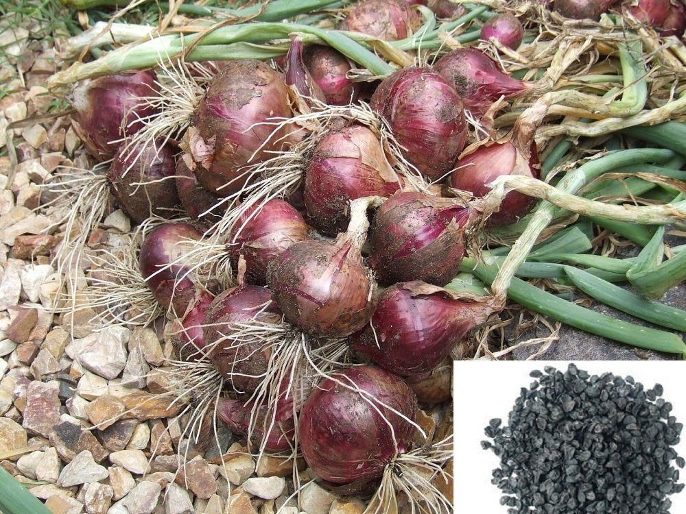 Onion Allium Cepa Seeds for planting in raised bed