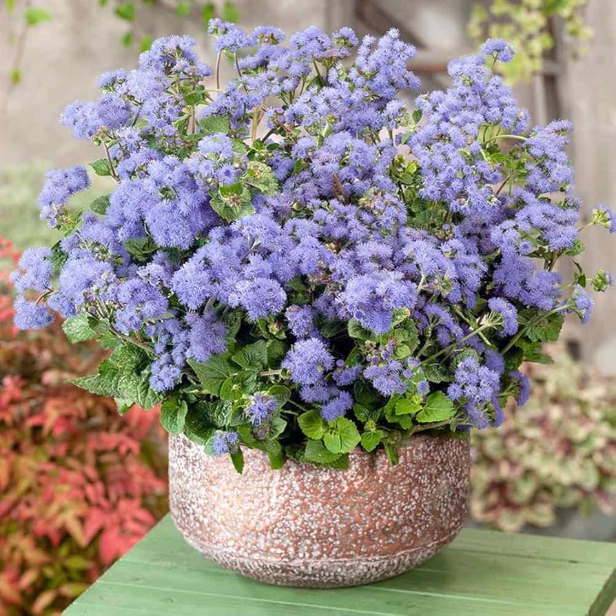 Pezzi di Semi di Piante Blue Ageratum