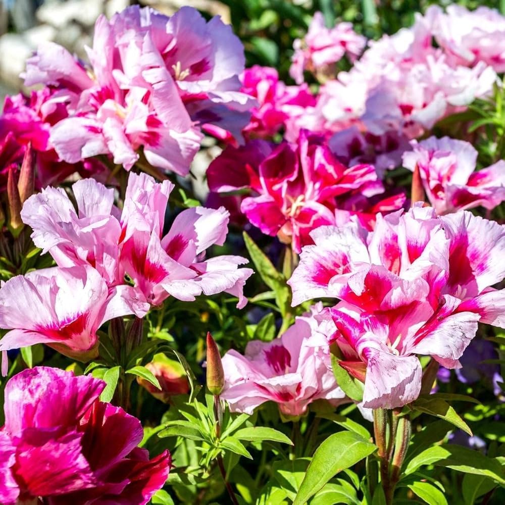 Dwarf Godetia Godetia spp. for planting in flower bed