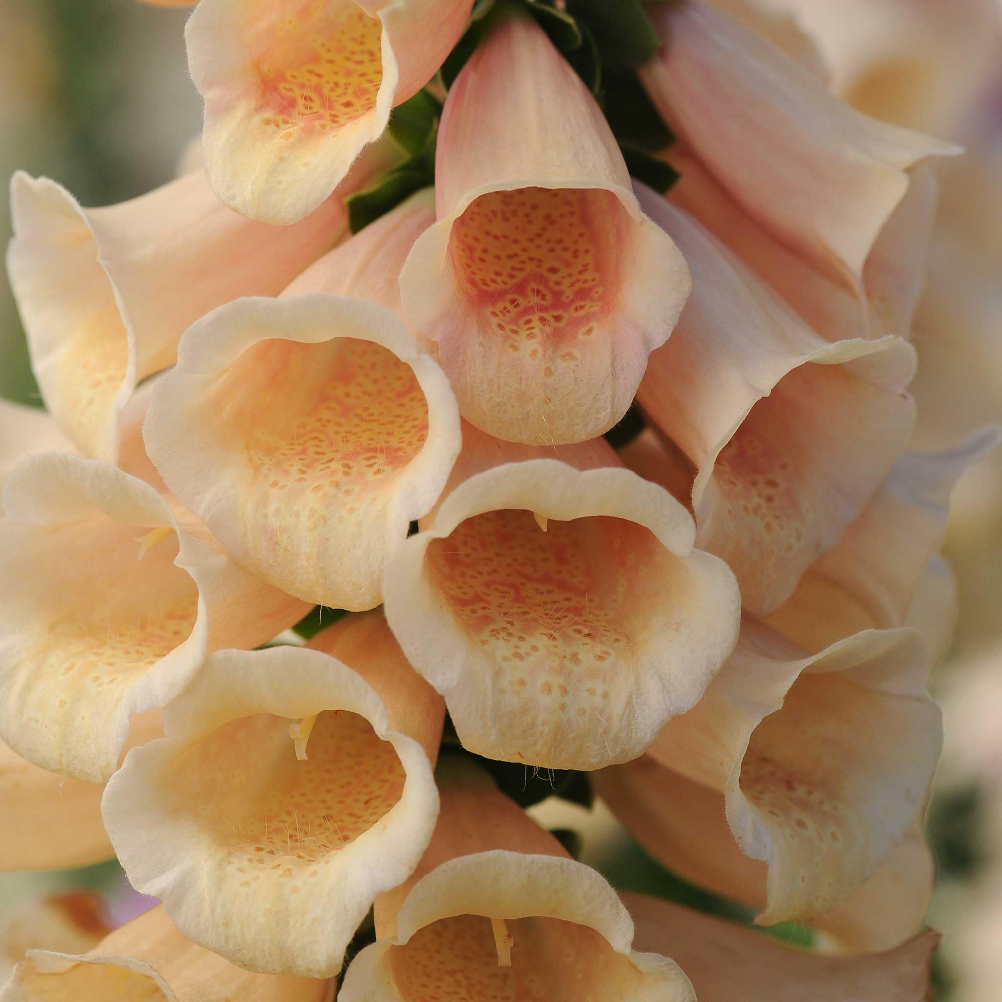 Pelleted Digitalis Dalmation Peach Foxglove Seeds