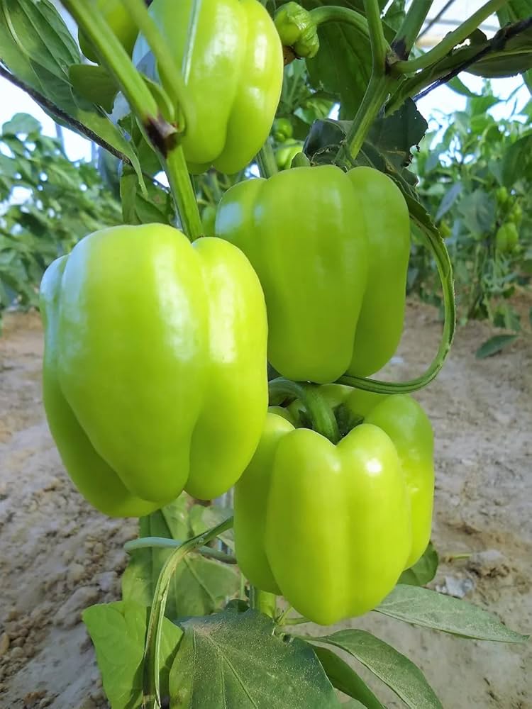 Mini Sweet Pepper Capsicum Annuum Seeds for planting in raised bed