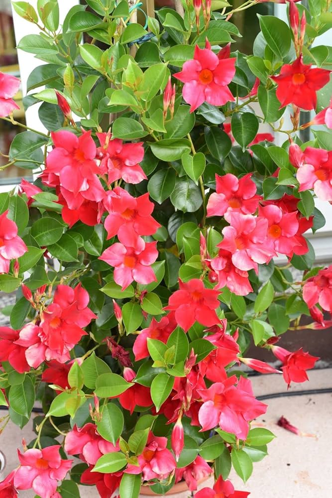 Mandevilla Sanderi Mandevilla sanderi for planting in trellis