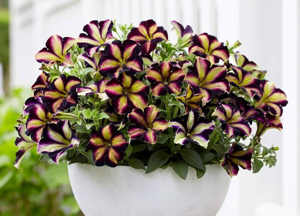 Pelletta Petunia Ultra Semi Plum Vertical Seeds