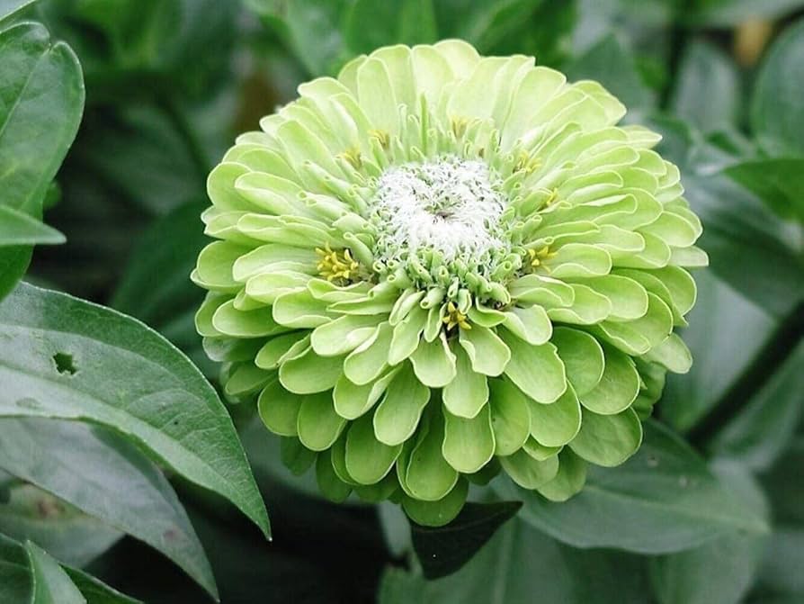 Green Zinnia Envy Chartruse Double Selection Seeds for vibrant garden flowers