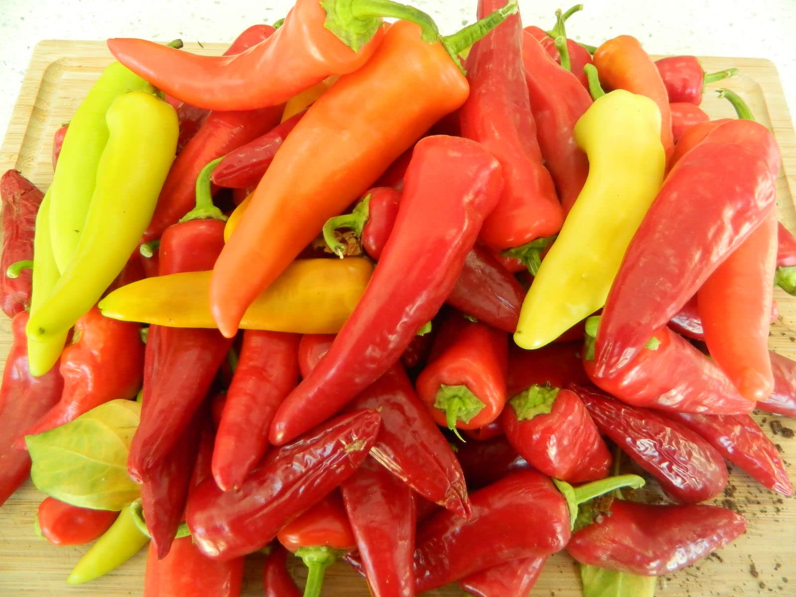 Hungarian Pepper Capsicum annuum for planting in vegetable patch