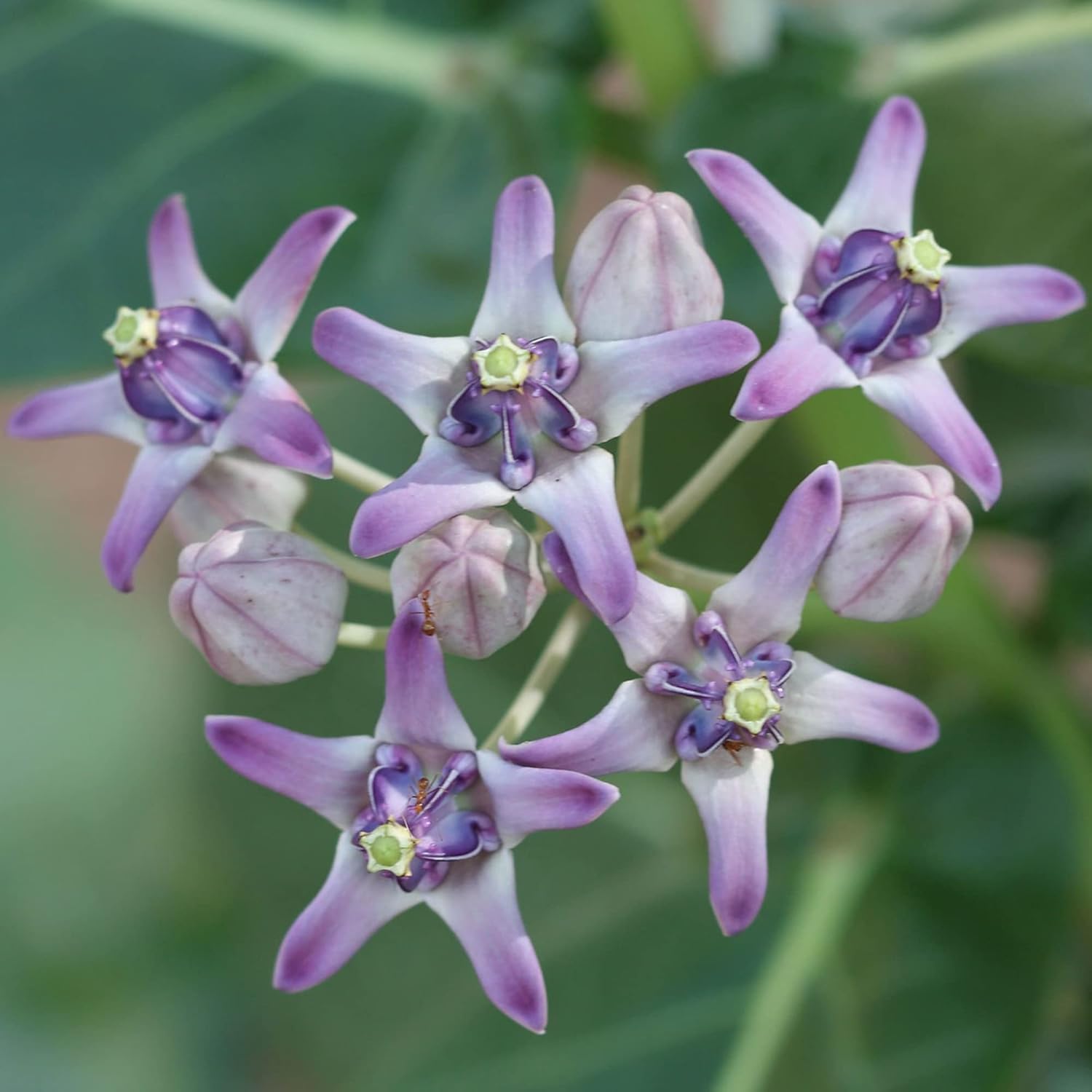 Calotropis Gigantea Seeds Giant Milkwee Crown Flower Perennial Shrub Or Small Tree Fragrant Flowers