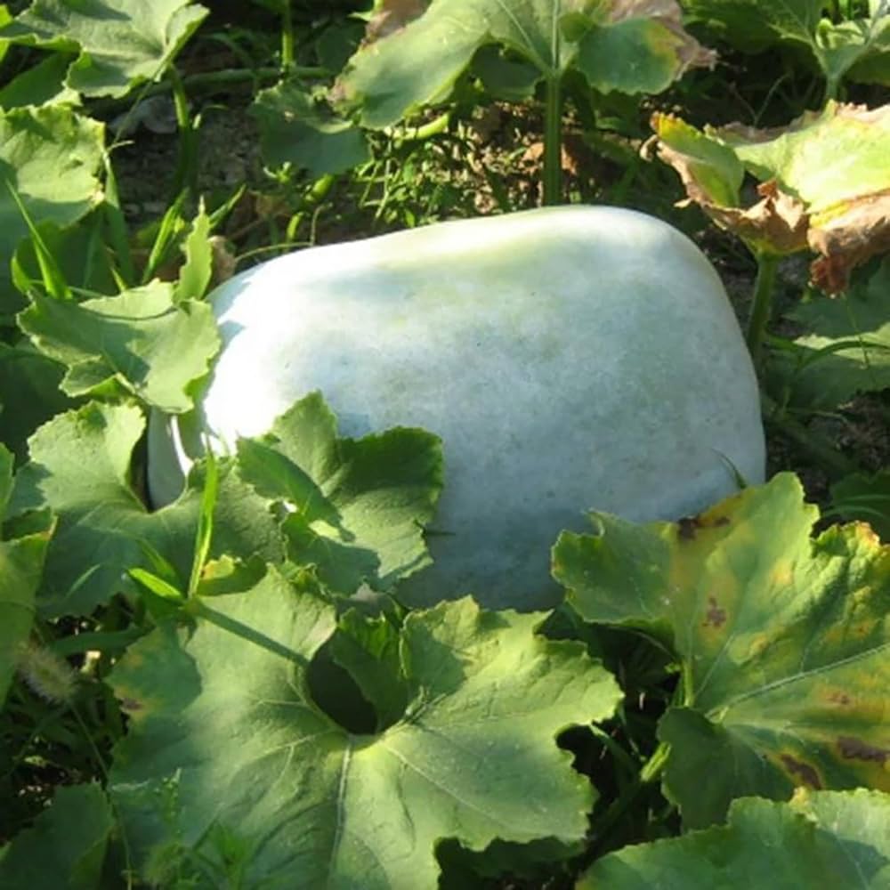 Pezzi di Semi di Piante di Melone Invernale CERA ZUCCA