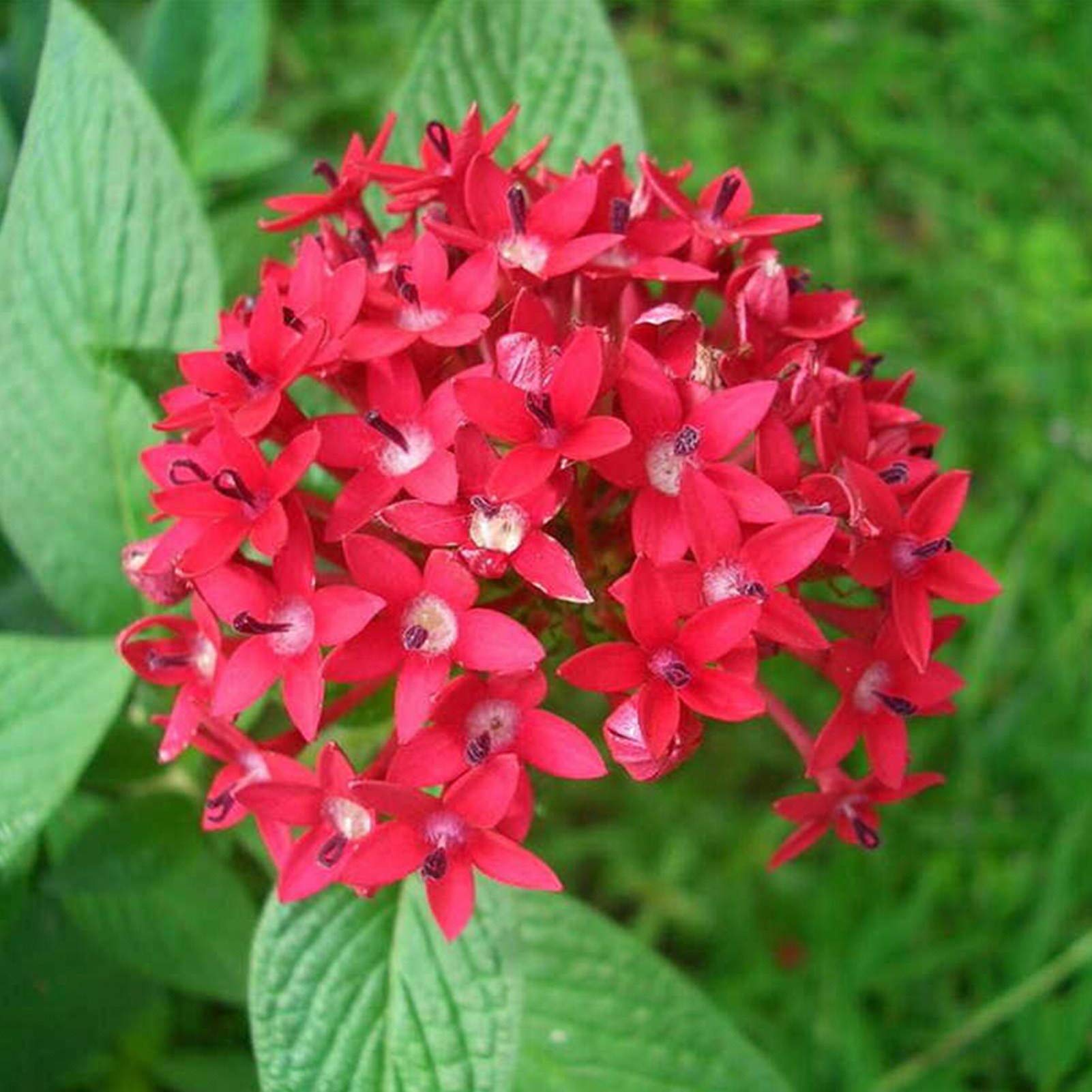 Pentas Lanceolata Flower Seeds for planting in flower bed