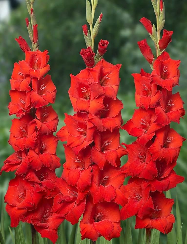 Gladiolus Flower seeds for Planting - Easy to Grow, Heirloom & GMO Free Seeds for Home Garden
 
 Sale for planting in home garden.