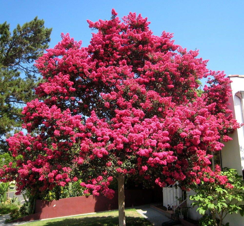 DARK PINK CREPE Lagerstroemia Seeds for garden flower planting