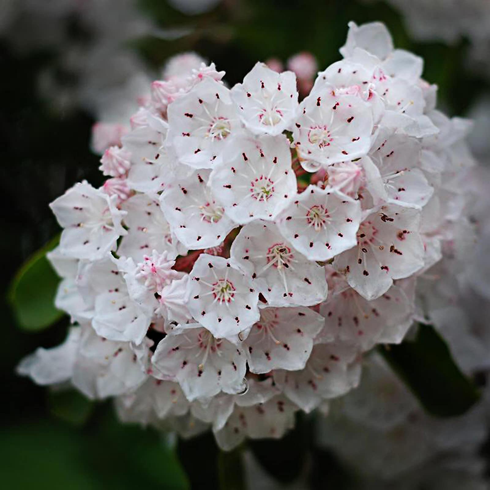 Mountain Laurel Kalmia latifolia for planting in woodland garden
