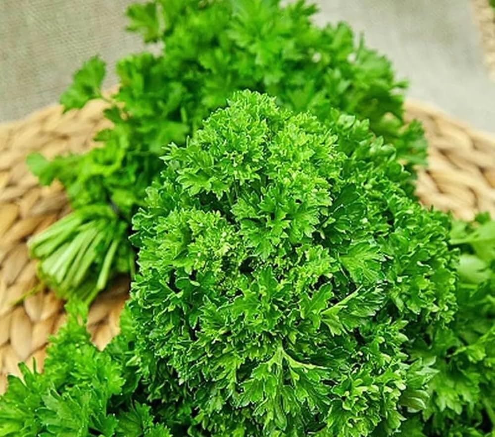 Parsley Petroselinum crispum seeds for planting in herb garden