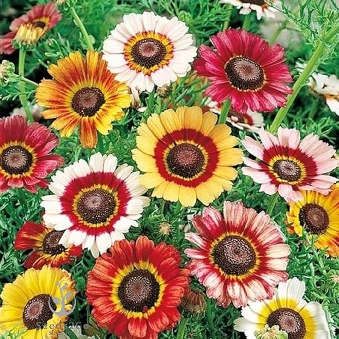 Daisy Bellis perennis for planting in flower bed