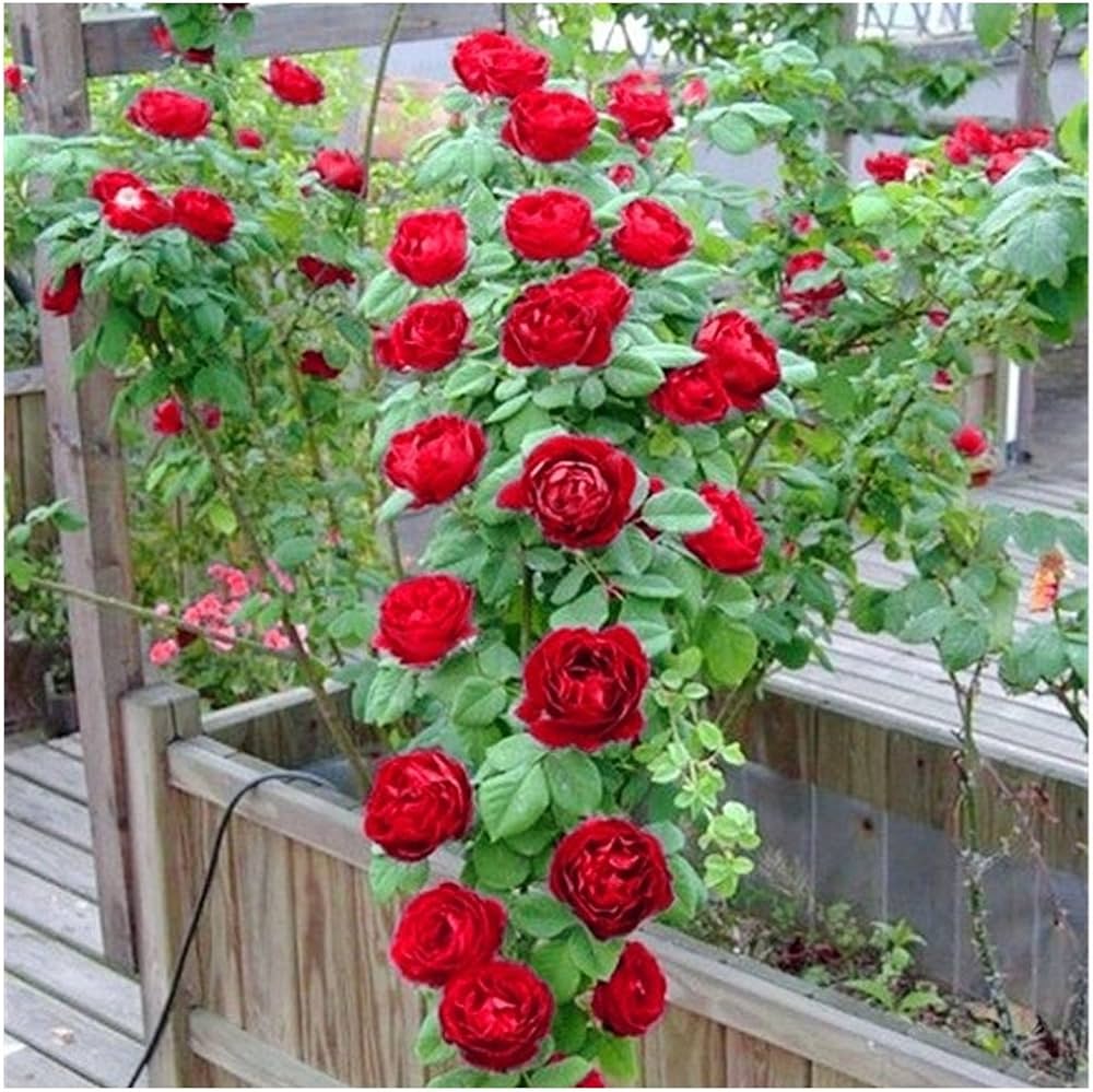 Rose Red Climbing Planting Seeds